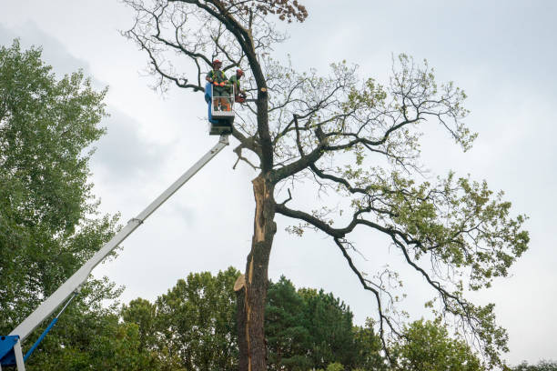 Denham Springs, LA Tree Removal Company